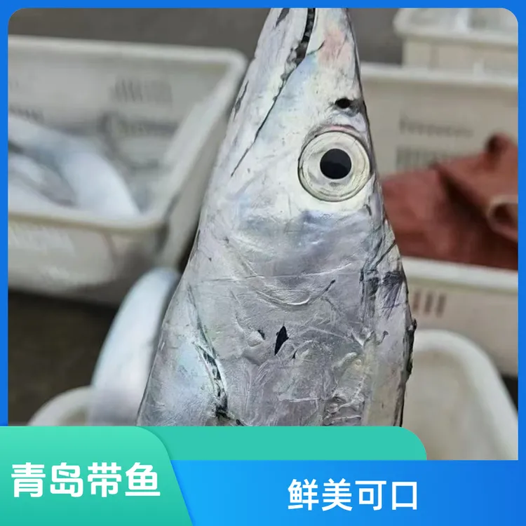 青岛本地小黑眼油带鱼鲜美无冰净重刀鱼特大带鱼2条3斤