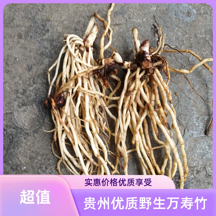 贵州野生万寿竹倒竹伞竹叶参纯根