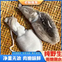 【老妹海鲜】野生海鲜海捕墨鱼乌贼目鱼日照渔港直发约6条/斤 4斤装