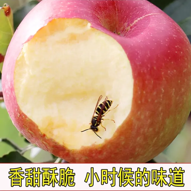 东北寒富苹果5斤水果新鲜当季整箱红脆甜应季现季糖心大苹果平果