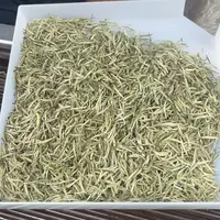 鬼兰  兰飞茶嫩芽兰花传统窨制