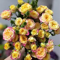 【云舍花卉】【烟花】多头玫瑰 全场任意满两单及以上鲜花包邮