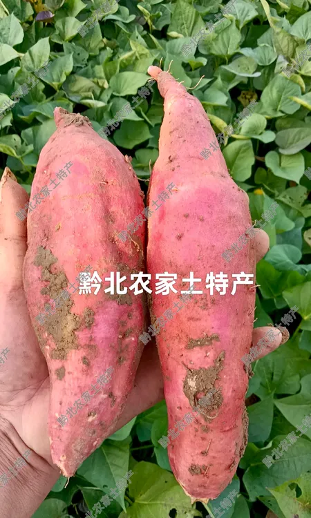 （助农）贵州高山老品种农家红薯无农药无化肥原生态种植香甜软糯