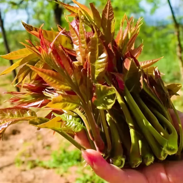 鲜食露天野生红油香椿芽四季大棚头茬香椿芽新鲜现摘现发嫩芽头