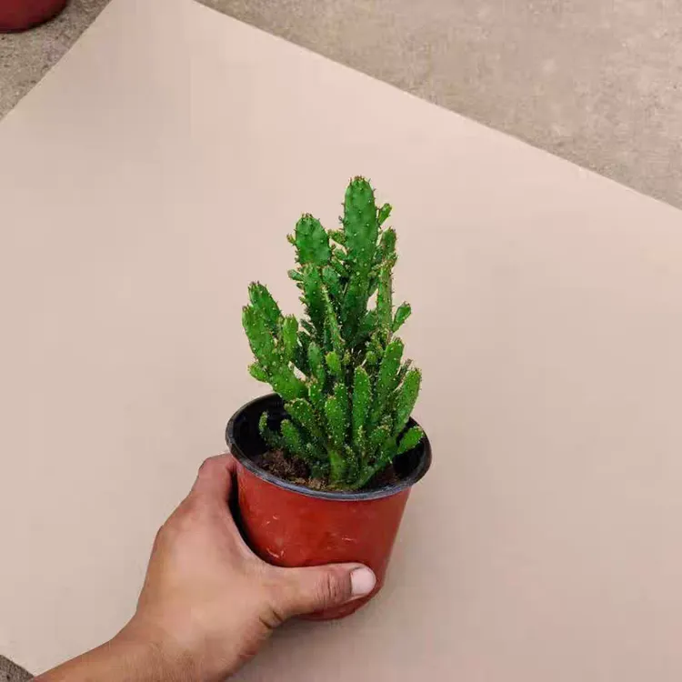 千手观音招财手仙人掌多肉植物盆栽室内净化空气防辐射