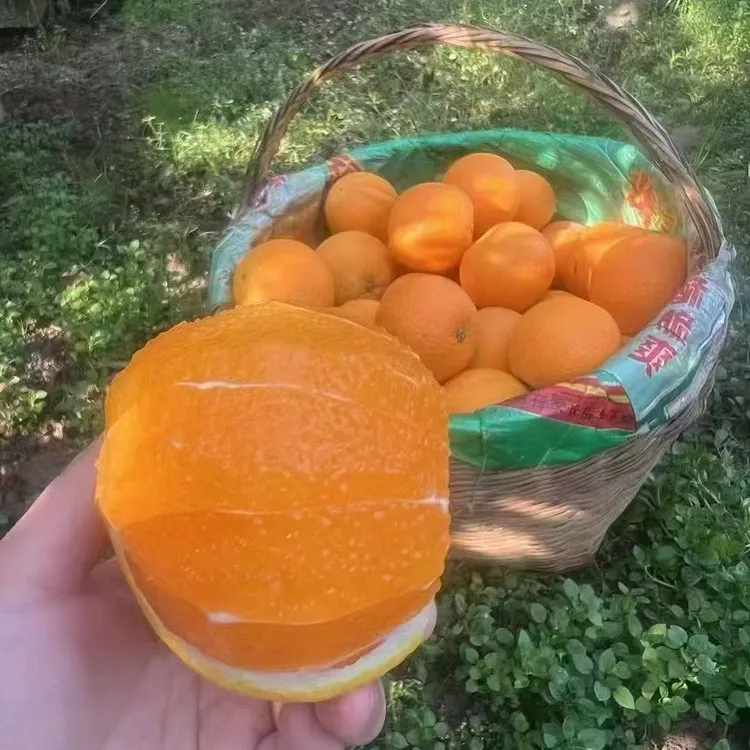 正宗秭归脐橙九月红新鲜现摘当季甜橙子果园产地直发非赣南脐橙