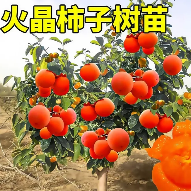柿子苗树苗嫁接果树苗南北方种植盆栽地栽火晶柿鸡心脆甜柿树苗