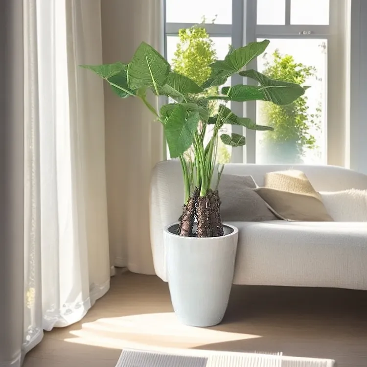 开花的大型网红滴水观音水培土培绿植水培滴水观音绿植