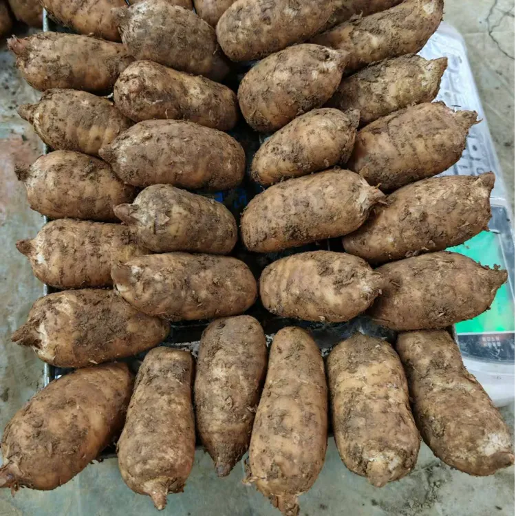 正宗云南昭通小草坝新鲜乌天麻带泥现挖煲汤泡酒带泥发货产地直销