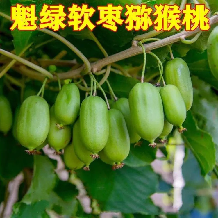 软枣猕猴桃树苗 软枣子苗 魁绿软枣猕猴桃 猕猴桃树苗 奇异果树苗