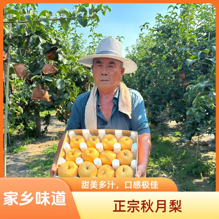 山东正宗秋月梨新鲜水果脆甜多汁当季鲜梨大果秋月梨礼盒产地直发
