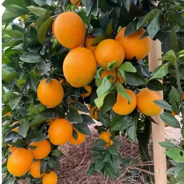 【金来多】正宗江西赣南脐橙新鲜橙子当季水果12个装精品果产地直发