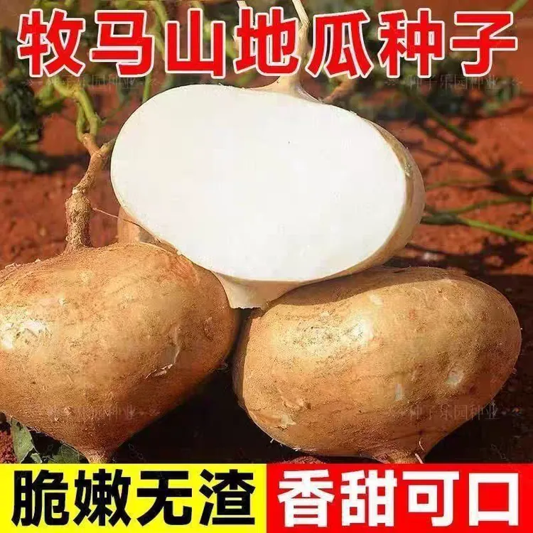 牧马山地瓜种子凉薯种子脆甜皮薄早熟地瓜沙薯四季水果蔬菜种子