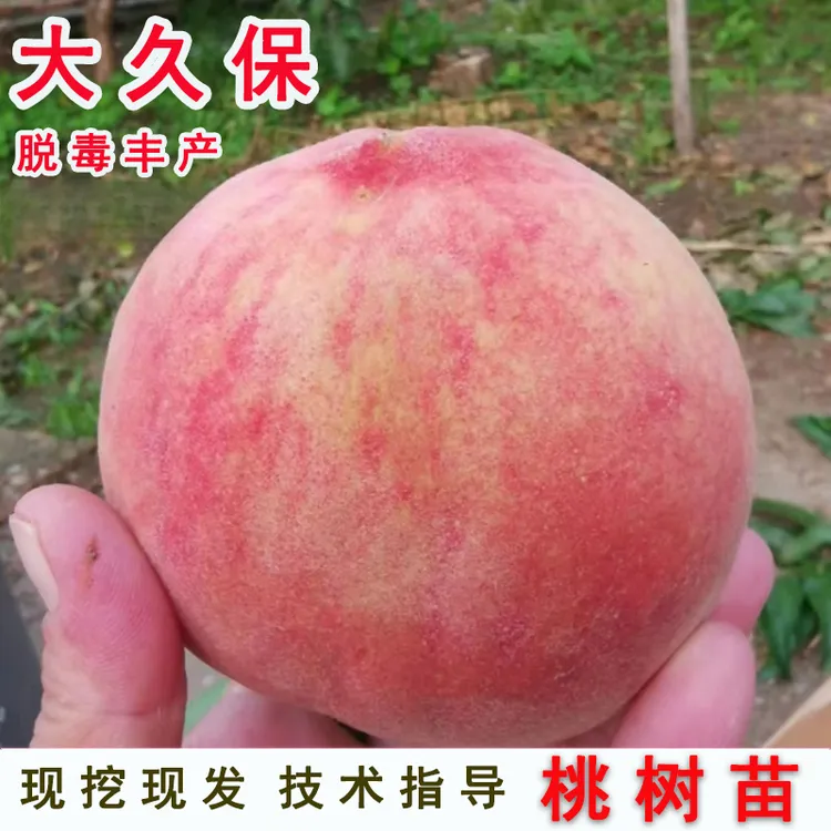 【2年苗2棵】桃树果苗嫁接久保桃树苗脆甜软糯水蜜桃苗盆栽庭院地栽