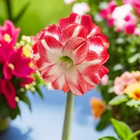 朱顶红种球【火焰孔雀】种球-重瓣-开花球-