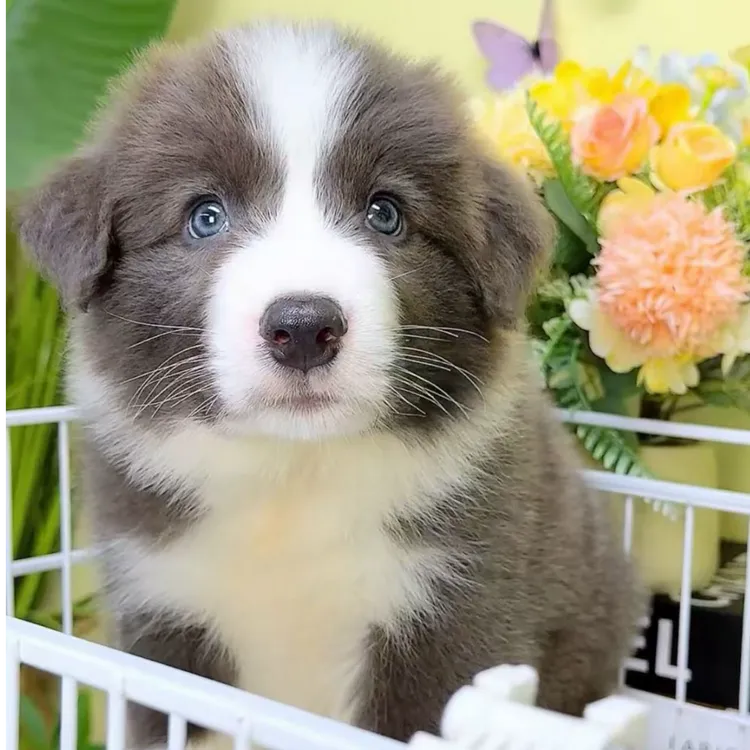 奶思边牧狗狗活体链接