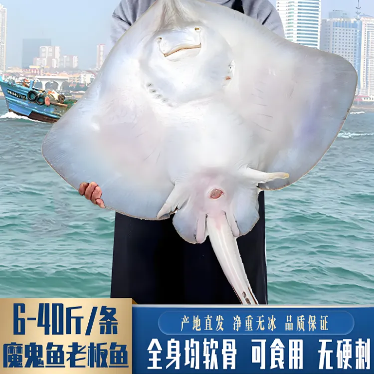 老板鱼生鲜鲜活-魔鬼鱼（1-15斤/条，现称秤改价）新鲜发货，顺丰包邮