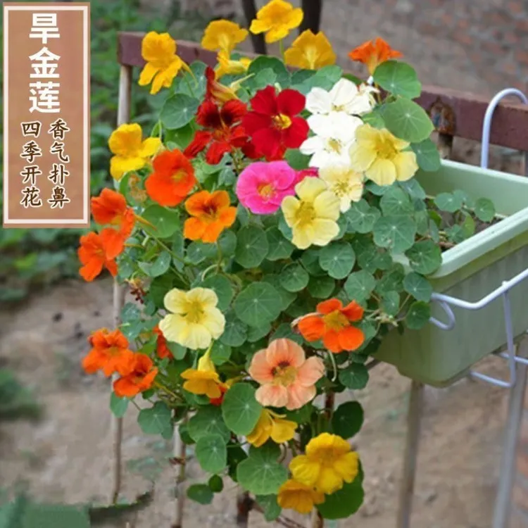 【旱金莲种子】垂吊爬藤花卉旱荷花种子四季种室内庭院盆栽阳台观花