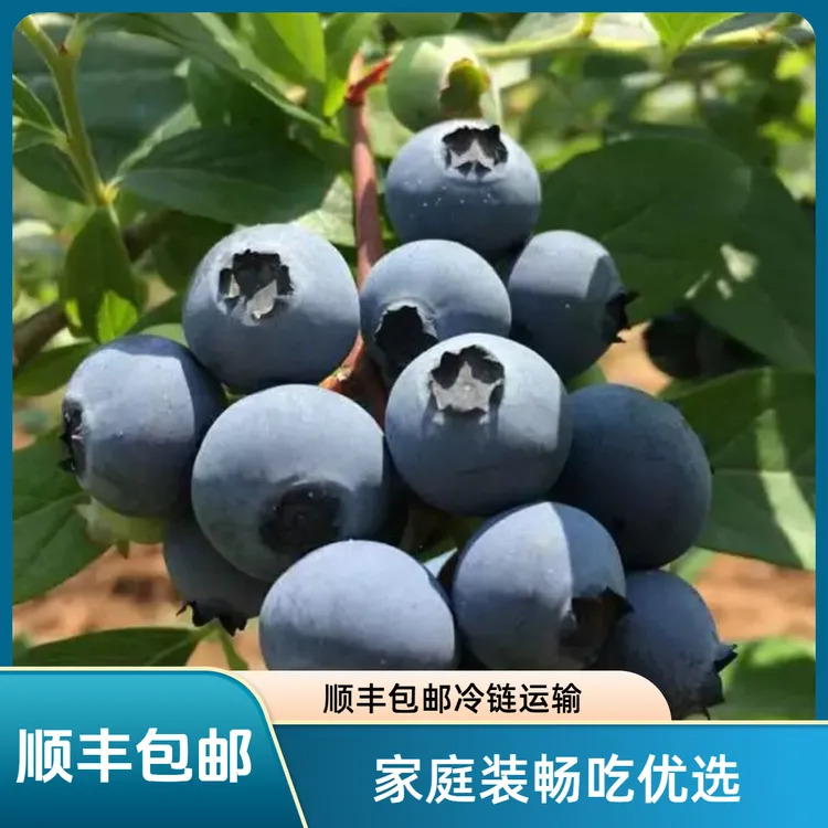 丹东花香蓝莓L25顺丰包邮