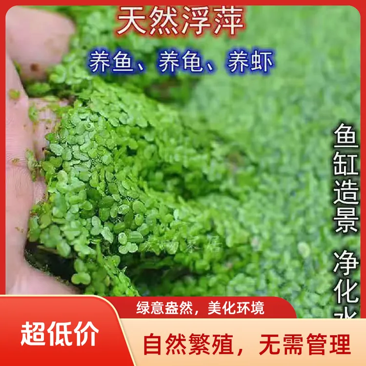 小叶芝麻浮萍鱼缸造景净化水质景观植物鱼类饲料首选