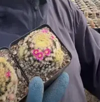 二妹园艺【 2颗 红花明星    实生根 】脱土随机发货