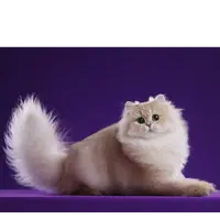 格格--紫金长毛妹妹猫咪活体【灵犀】
