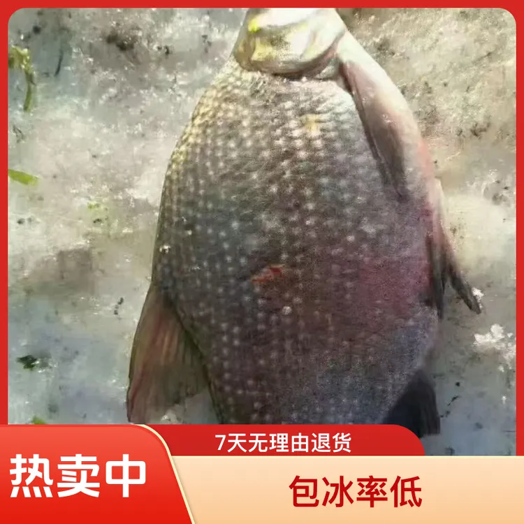 东北冬捕鲫鱼鳊花鱼