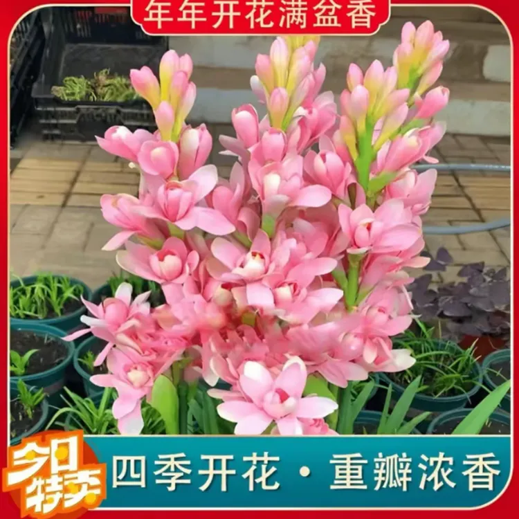 【拍一发二】重瓣晚香玉种苗10-15芽发货四季种植盆栽阳台新种根