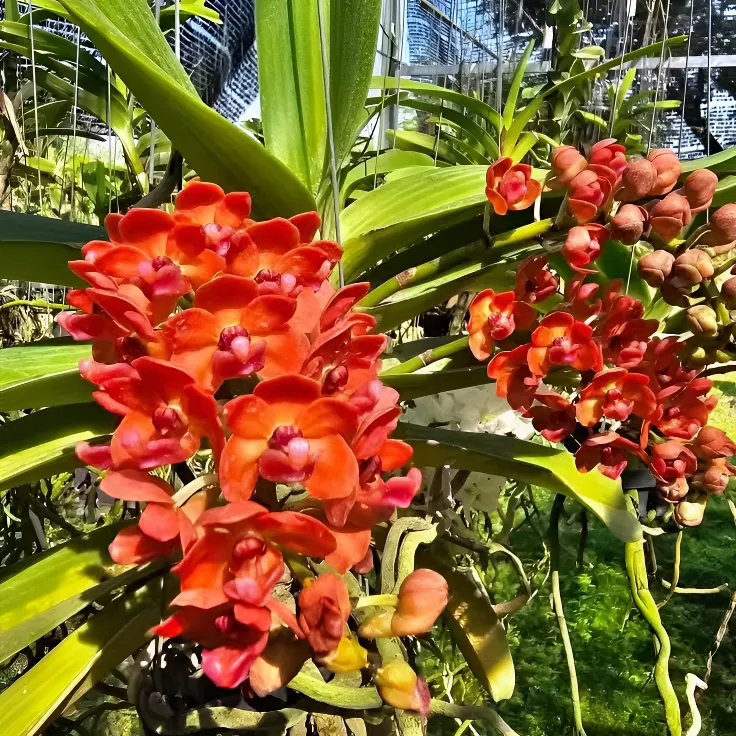 泰国象兰 狐尾兰安诺兰 带花芽 开花浓香 裸根多年生