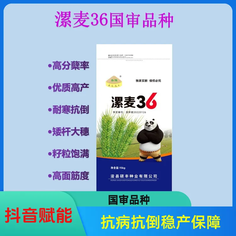 漯麦36国审小麦种子抗病抗倒抖音赋能稳产保障蓝包装30斤