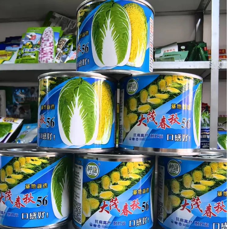 黄心大白菜腌酸菜冬储菜菜园种植