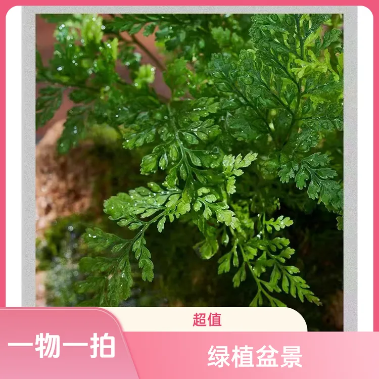 吸水石绿植附石菖蒲水培盆景室内桌面耐阴好养小盆栽
