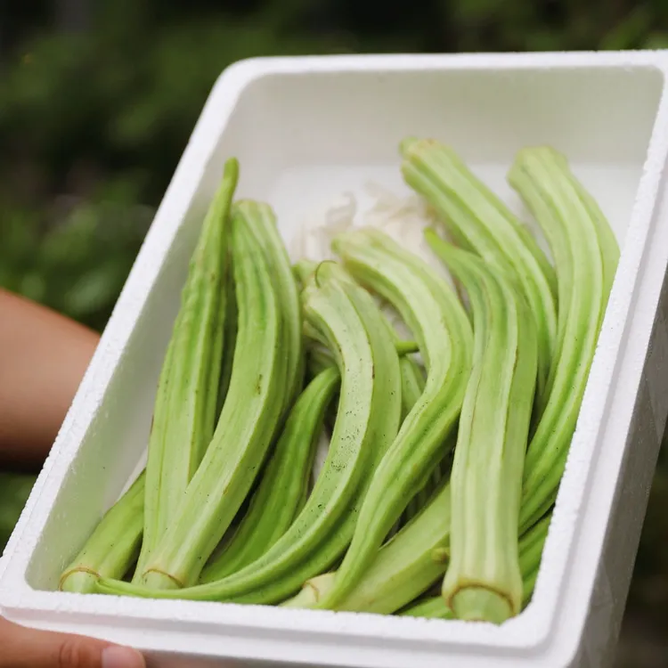 奶油秋葵皇后清甜脆嫩无刺无渣可鲜食可凉拌
