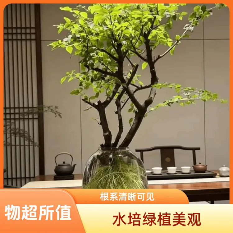 网红爆款水培小叶女贞与毛叶丁香室内绿植茶室客厅轻奢摆件