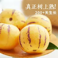 [坏果包赔]云南石林人参果树上熟清甜多汁当季新鲜水果现摘现xj