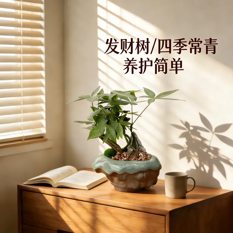 发财树盆栽室内好养四季常青客厅办公室绿植花卉盆景