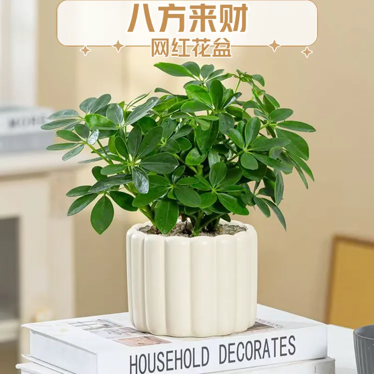 室内绿植八方来财盆栽鸭脚木办公室内懒人水培花卉四季常青除甲醛