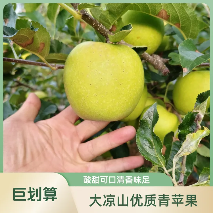 四川大凉山老树青苹果酸甜可口清香味足儿时的味道现摘现发