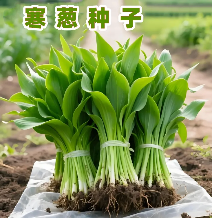 【寒葱种子】家庭阳台小院四季种植盆栽地栽易种易活