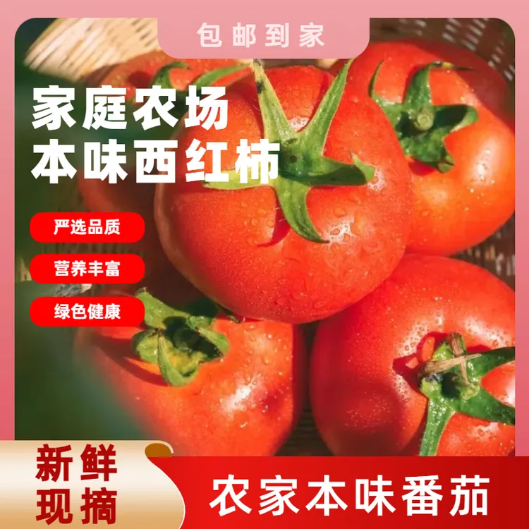 每日现摘自然熟沙瓤多汁农家番茄酸甜口