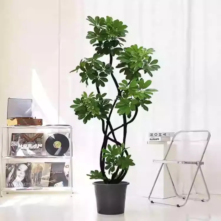 造型鸭脚木盆栽大型室内绿植客厅旺宅八方来财树七叶莲办公室植物