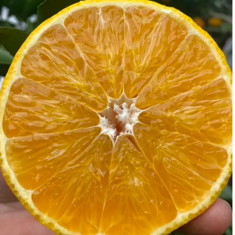 正宗赤水河红美人柑橘爱媛果冻橙28号新鲜水果橙子橘子