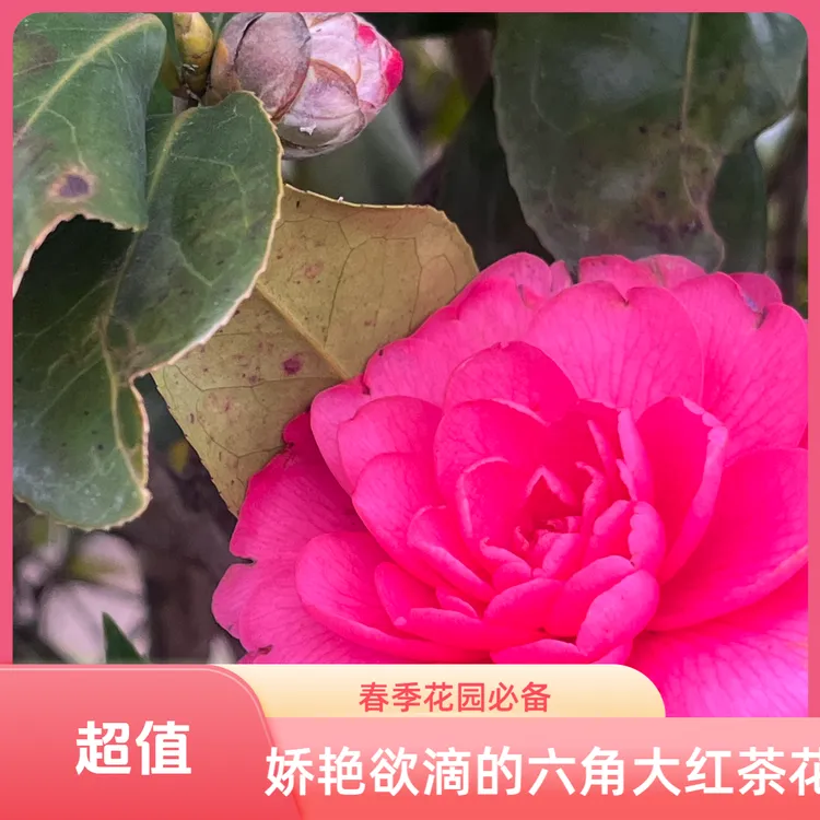 六角大红茶花（原生、高度1.8以上）