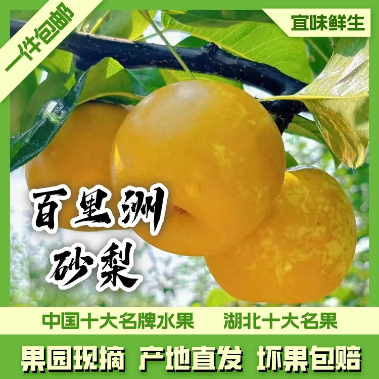 【黄一二】百里洲砂梨精品翠冠梨礼盒包装产地直发现摘现发坏果包赔