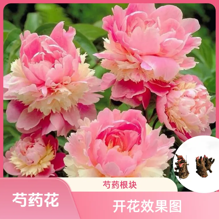 芍药根芍药花苗根块绿植花卉盆栽浓香芍药庭院阳台栽种芍药种球根