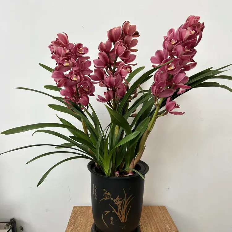 【2-3只花浪漫樱花】大花蕙兰室内外好养四季开花高端绿植