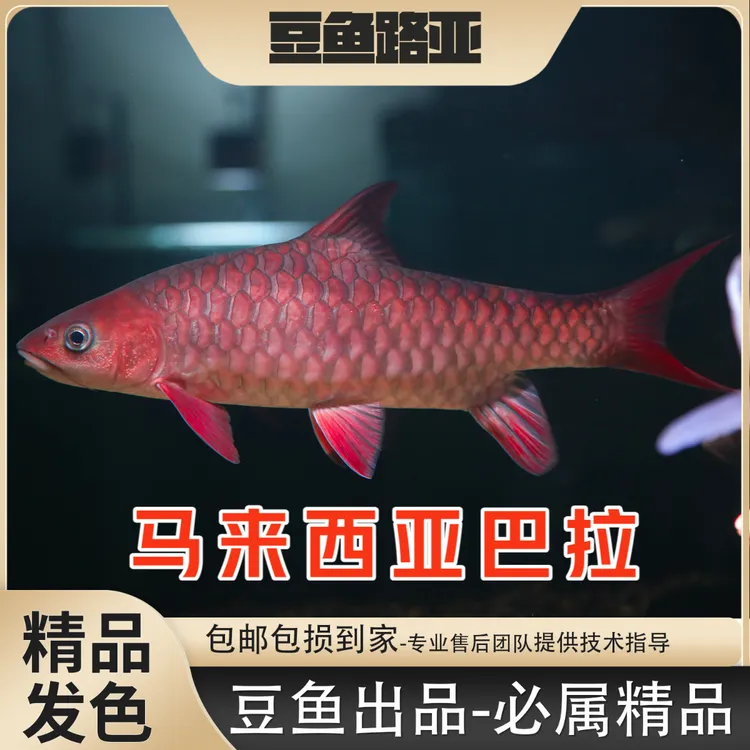 【马来西亚巴拉】红吉罗观赏鱼吉罗鱼小鱼苗包邮包损保野保真蓝吉罗