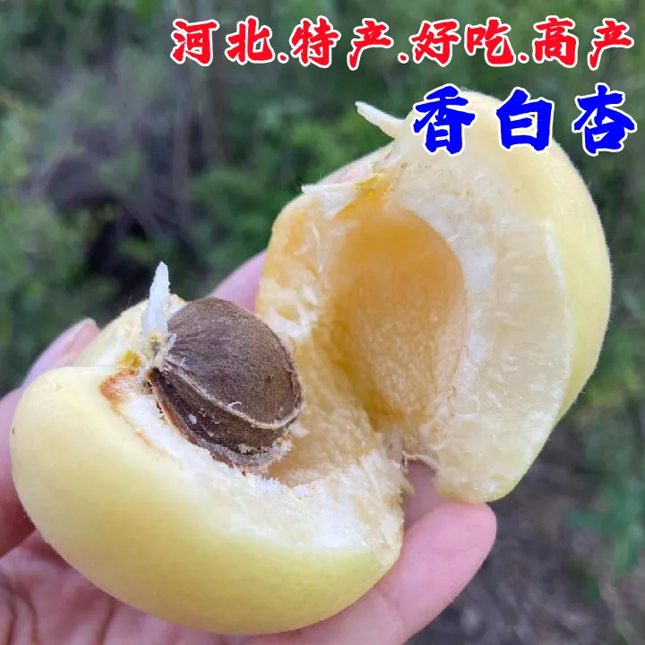 3年苗买一送一】河北香白杏树苗嫁接甜白杏树苗南北方盆栽地栽