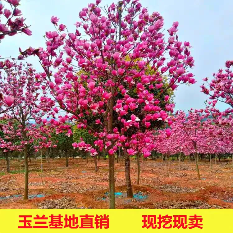 红玉兰紫玉兰抗冻耐寒花卉盆栽地栽好养易活花卉室内室外庭院花园