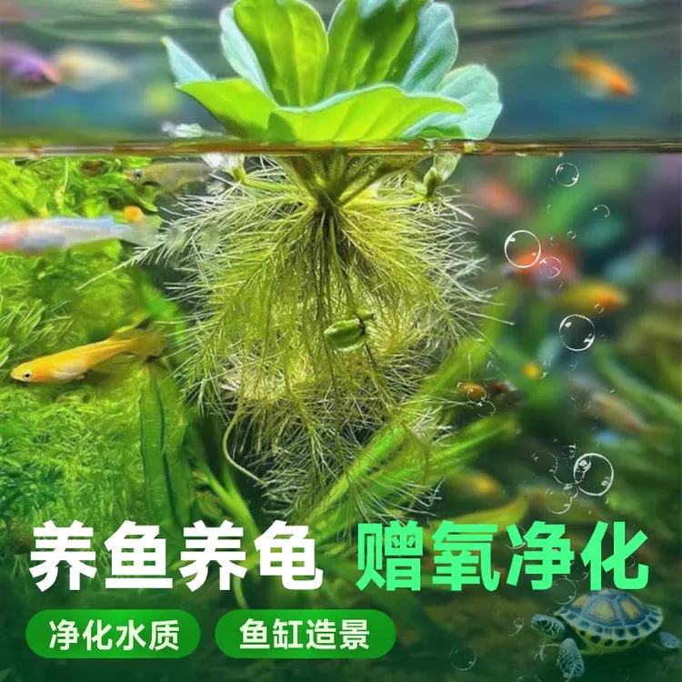 浮萍水草水生水培植物造景净化水质易养活养鱼好养池塘庭院水芙蓉